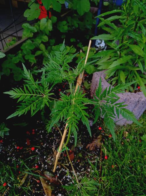 Frosty's Auto Freak Khalifan Contest. Week 5