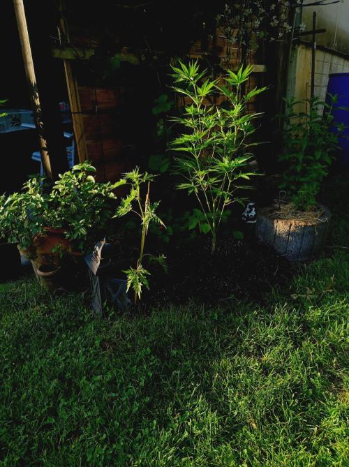 Gorila Fast 🦍 Pyramid Seeds. Week 9