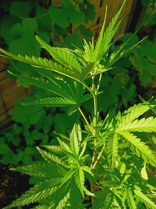 Gorila Fast 🦍 Pyramid Seeds. Week 9
