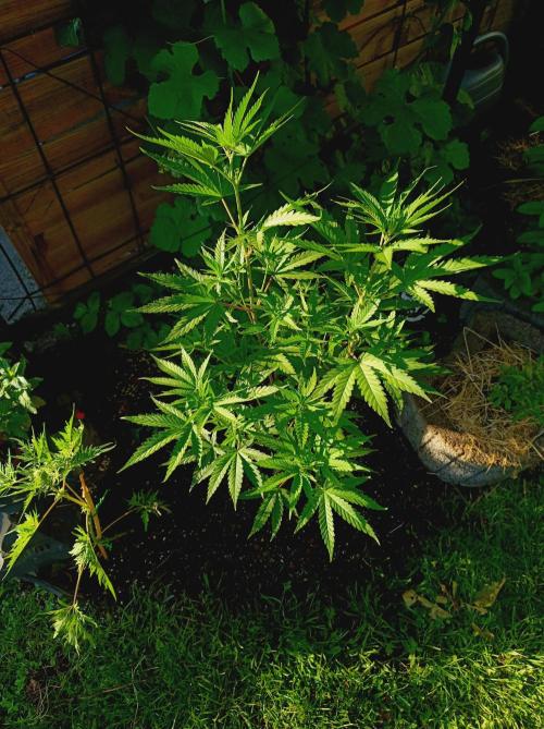 Gorila Fast 🦍 Pyramid Seeds. Week 9