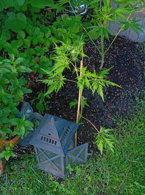 Frosty's Auto Freak Khalifan Contest. Week 7