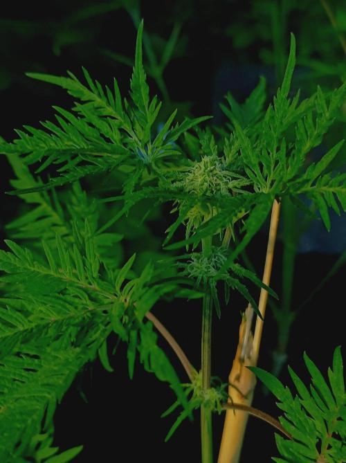 Frosty's Auto Freak Khalifan Contest. Week 7