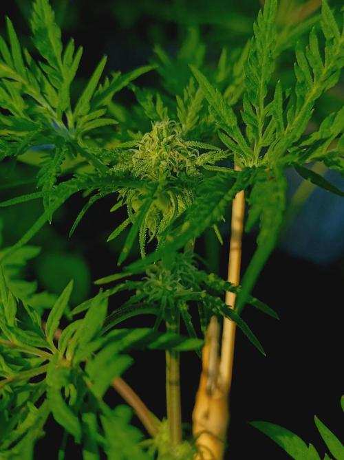 Frosty's Auto Freak Khalifan Contest. Week 7