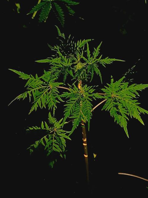 Frosty's Auto Freak Khalifan Contest. Week 7