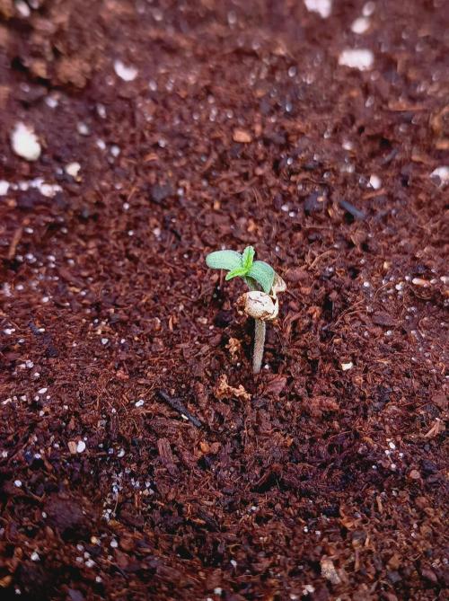 Biscotti Auto. Week 0