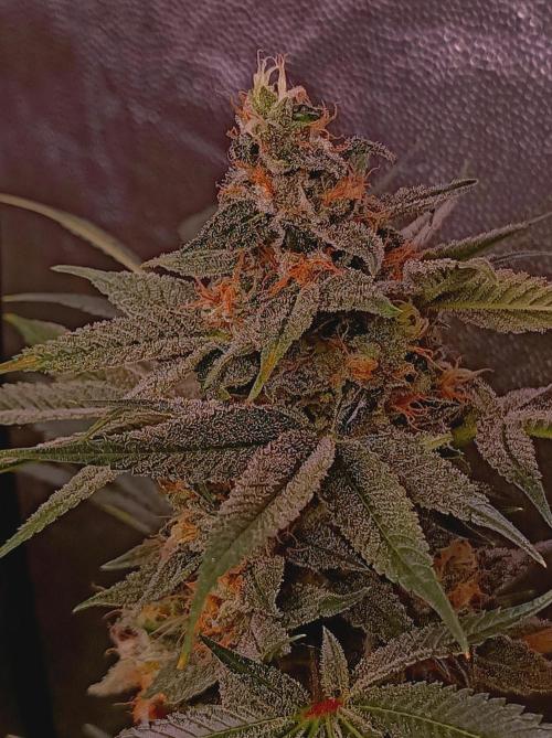 Super Boof 🍒🍪GC. Week 15