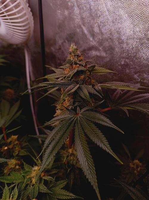 Super Boof 🍒🍪GC. Week 15