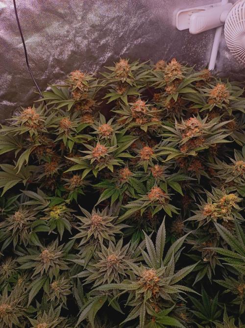 Super Boof 🍒🍪GC. Week 15