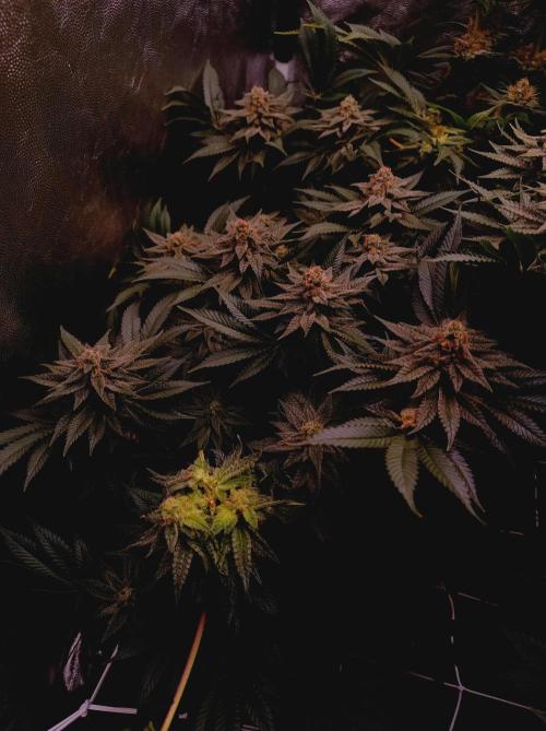 Super Boof 🍒🍪GC. Week 15