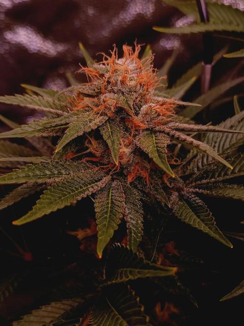 Super Boof 🍒🍪GC. Week 15