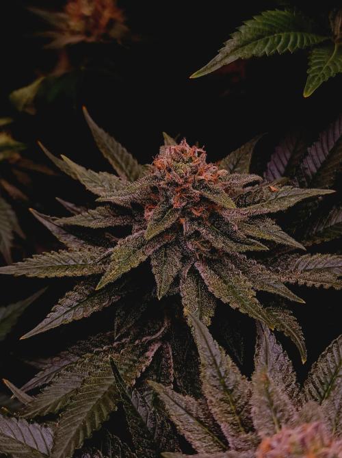 Super Boof 🍒🍪GC. Week 15