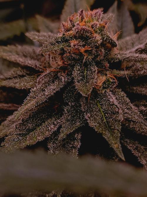 Super Boof 🍒🍪GC. Week 15