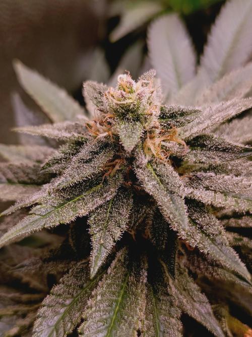 Super Boof 🍒🍪GC. Week 15