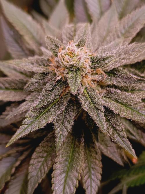 Super Boof 🍒🍪GC. Week 15