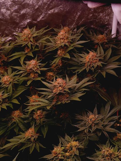 Super Boof 🍒🍪GC. Week 15