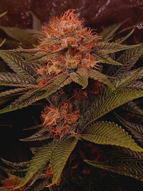 Super Boof 🍒🍪GC. Week 15