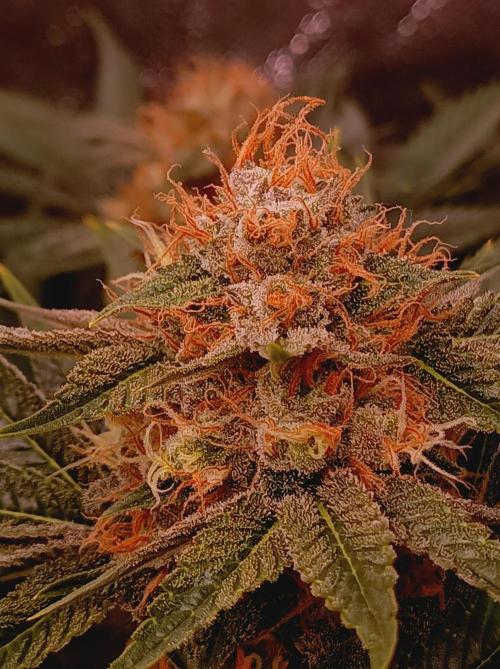 Super Boof 🍒🍪GC. Week 15