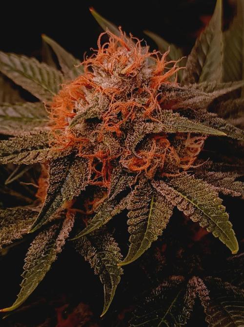 Super Boof 🍒🍪GC. Week 15