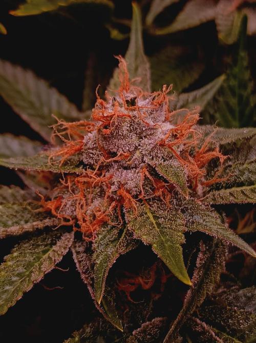 Super Boof 🍒🍪GC. Week 15