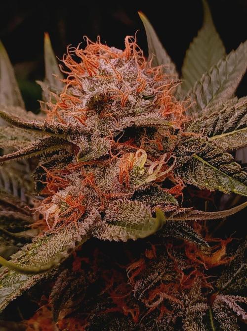 Super Boof 🍒🍪GC. Week 15