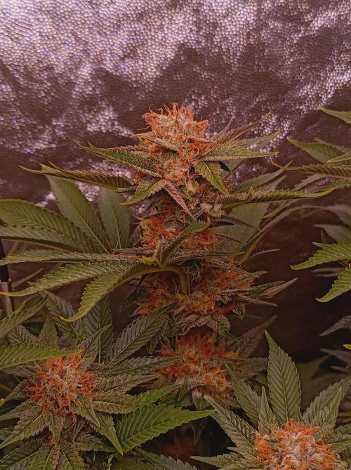 Super Boof 🍒🍪GC. Week 15