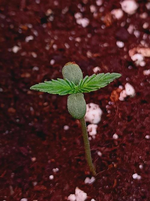 Blackberry Gas Auto Monkey Genetics🙊. Week 0