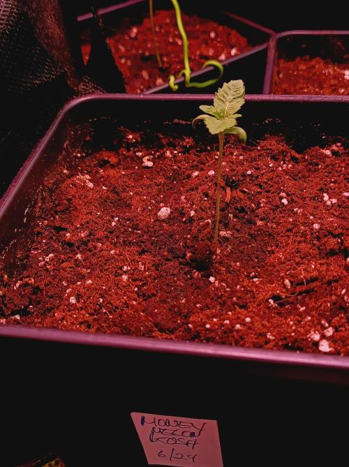 Honey Melon Kush 🍯🍉. Week 0