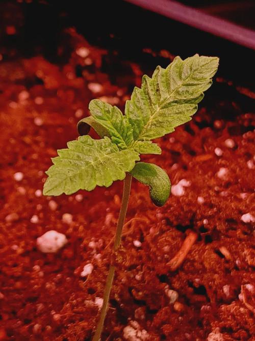 Honey Melon Kush 🍯🍉. Week 0