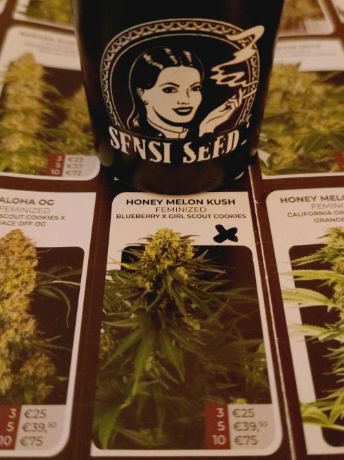 Honey Melon Kush 🍯🍉. Week 0