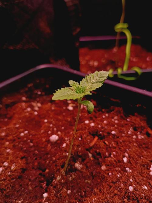 Honey Melon Kush. Week 0