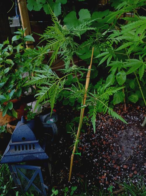 Frosty's Auto Freak Khalifan Contest. Week 8