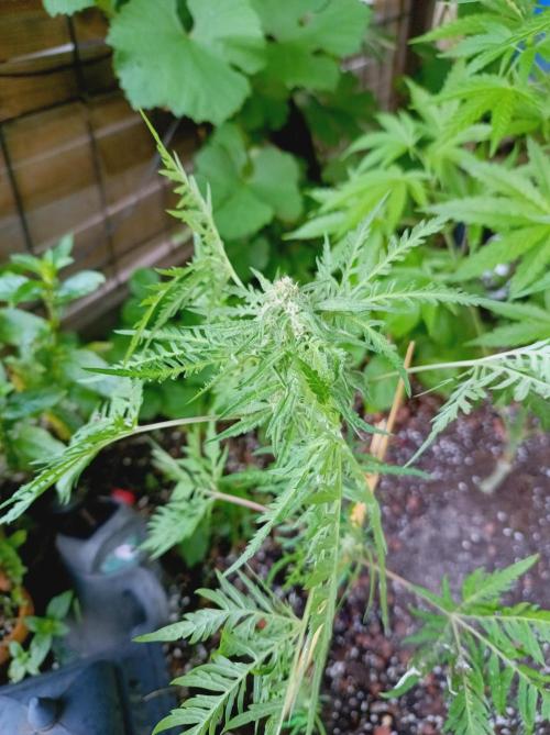 Frosty's Auto Freak Khalifan Contest. Week 8