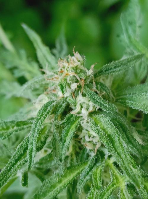 Frosty's Auto Freak Khalifan Contest. Week 8
