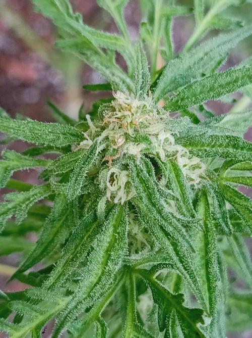 Frosty's Auto Freak Khalifan Contest. Week 8