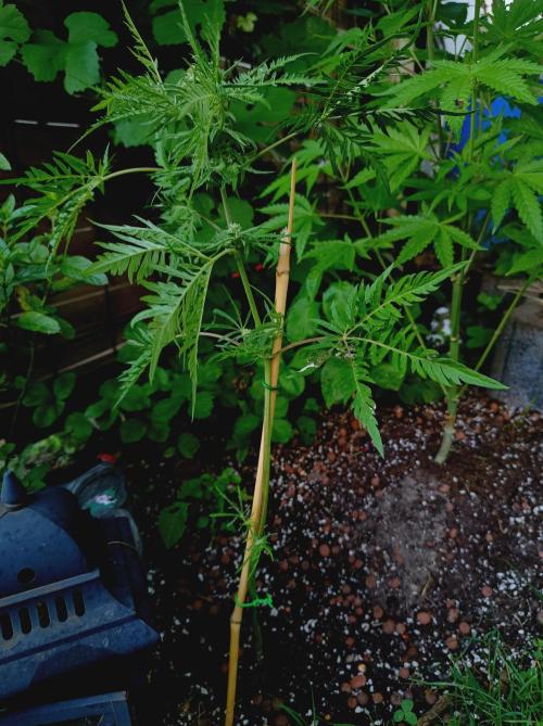 Frosty's Auto Freak Khalifan Contest. Week 8