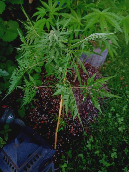 Frosty's Auto Freak Khalifan Contest. Week 8
