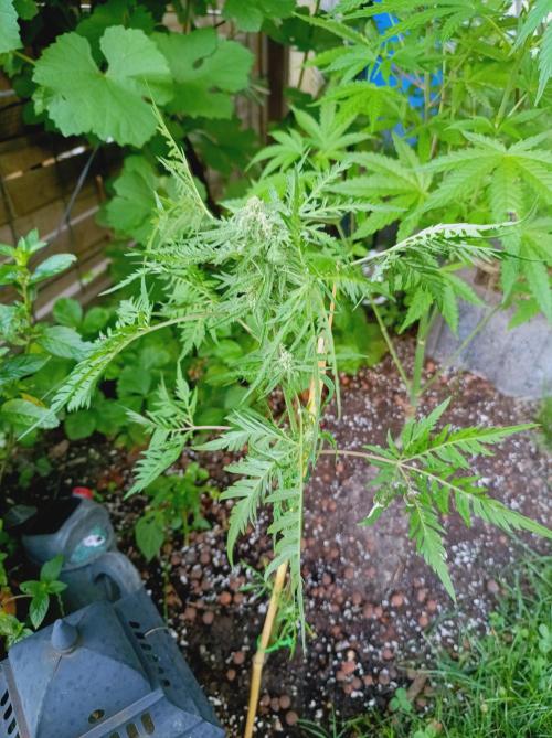 Frosty's Auto Freak Khalifan Contest. Week 8
