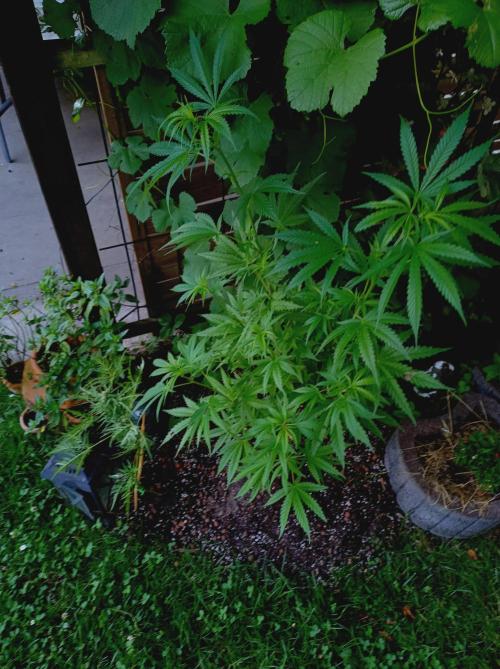 Gorila Fast 🦍 Pyramid Seeds. Week 10
