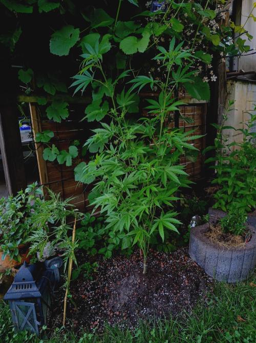 Gorila Fast 🦍 Pyramid Seeds. Week 10