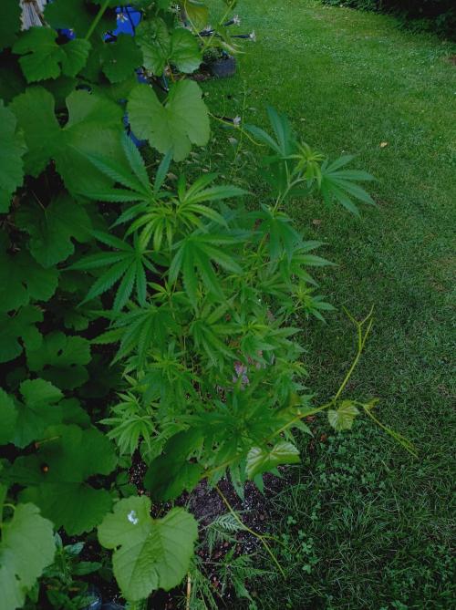 Gorila Fast. Week 10