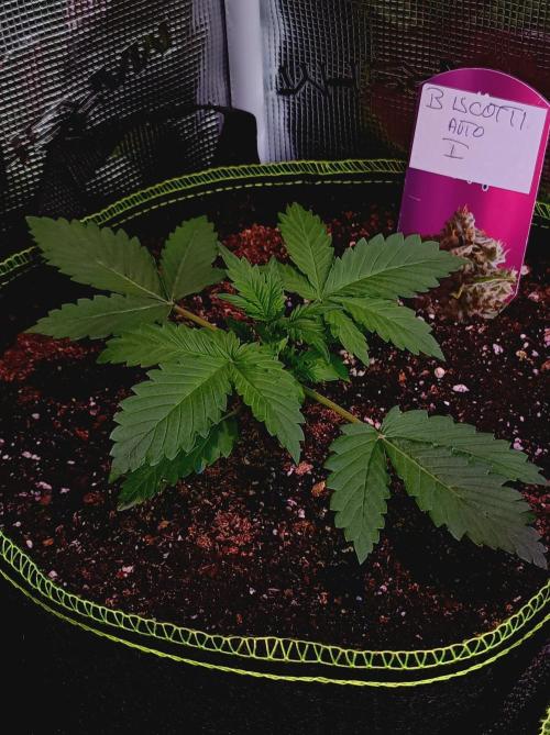 Biscotti Auto   Monkey Genetics🐒. Week 1