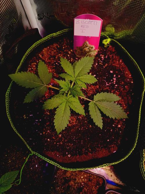 Biscotti Auto   Monkey Genetics🐒. Week 1