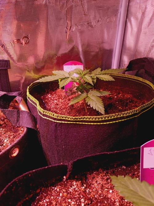 Jack Frost Widow Auto  Monkey Genetics🐒. Week 1