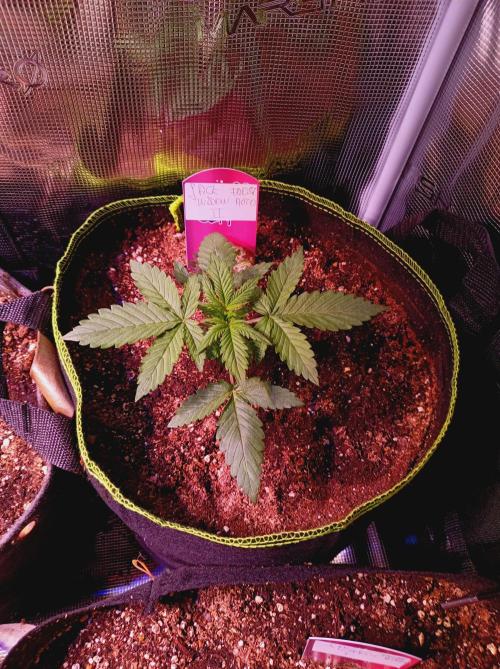 Jack Frost Widow Auto  Monkey Genetics🐒. Week 1