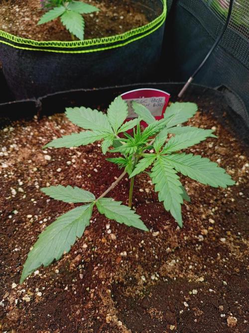 Jack Frost Widow Auto  Monkey Genetics🐒. Week 1