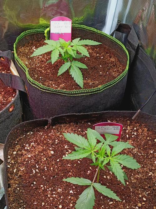 Jack Frost Widow Auto  Monkey Genetics🐒. Week 1