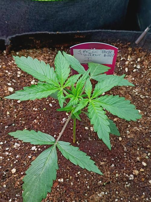 Jack Frost Widow Auto  Monkey Genetics🐒. Week 1