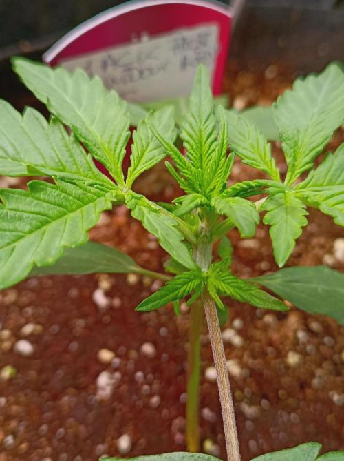 Jack Frost Widow Auto  Monkey Genetics🐒. Week 1