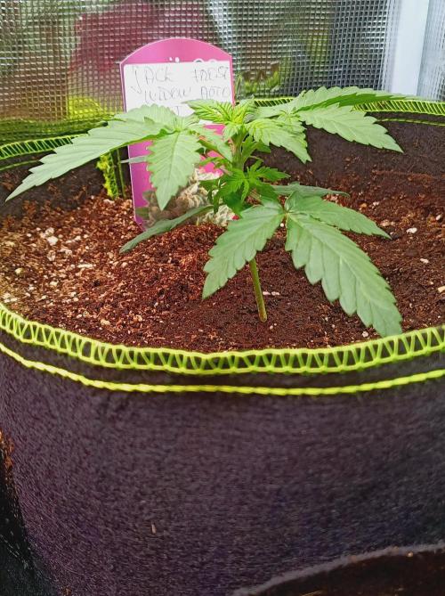 Jack Frost Widow Auto  Monkey Genetics🐒. Week 1