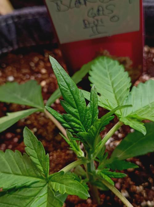 Blackberry Gas Auto Monkey Genetics🙊. Week 1